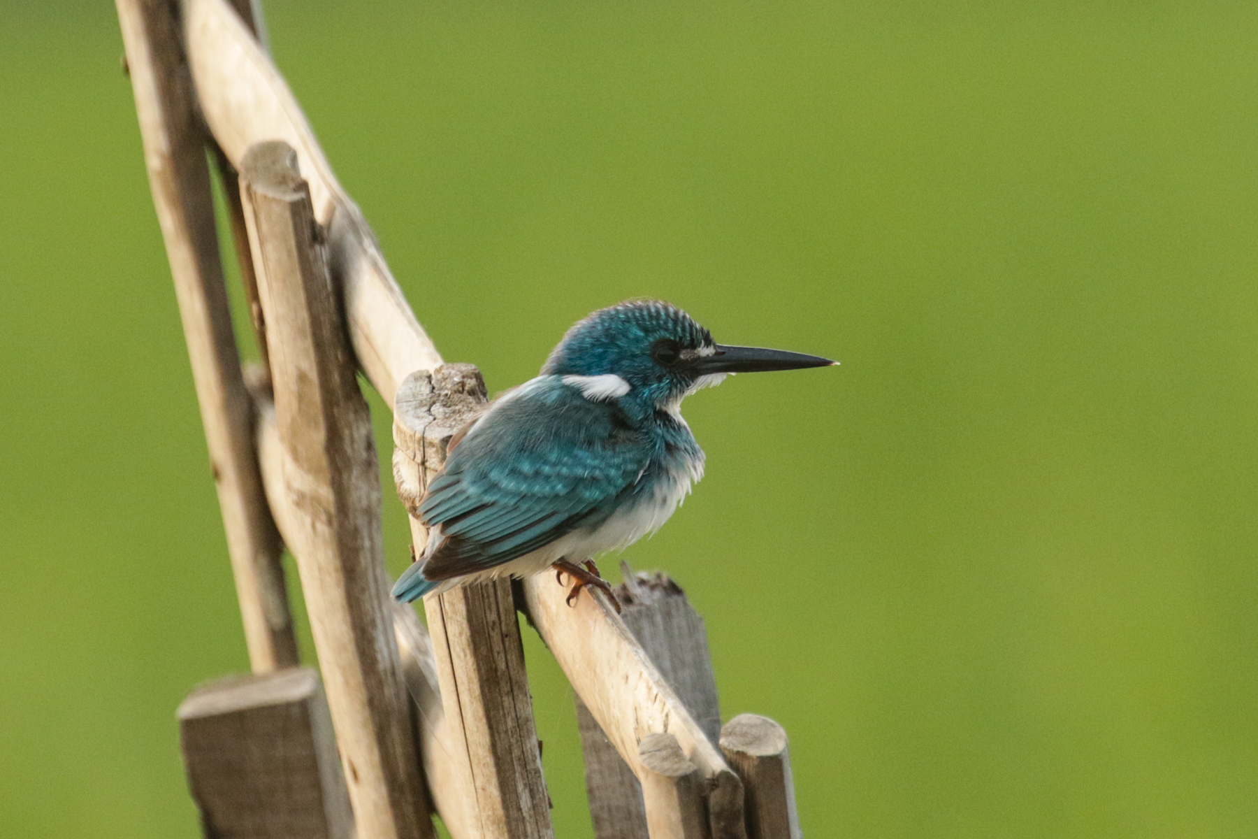 Cerulean Kingfisher (image by Trevor Ellery)