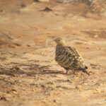 female Chestnut-bellied Sandgrouse (image by Diedert Koppenol)