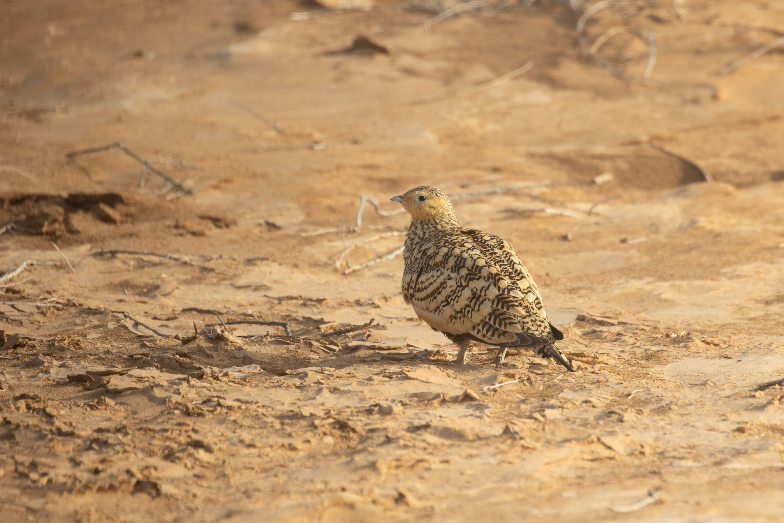 female Chestnut-bellied Sandgrouse (image by Diedert Koppenol)
