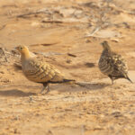 Chestnut-bellied Sandgrouse (image by Diedert Koppenol)