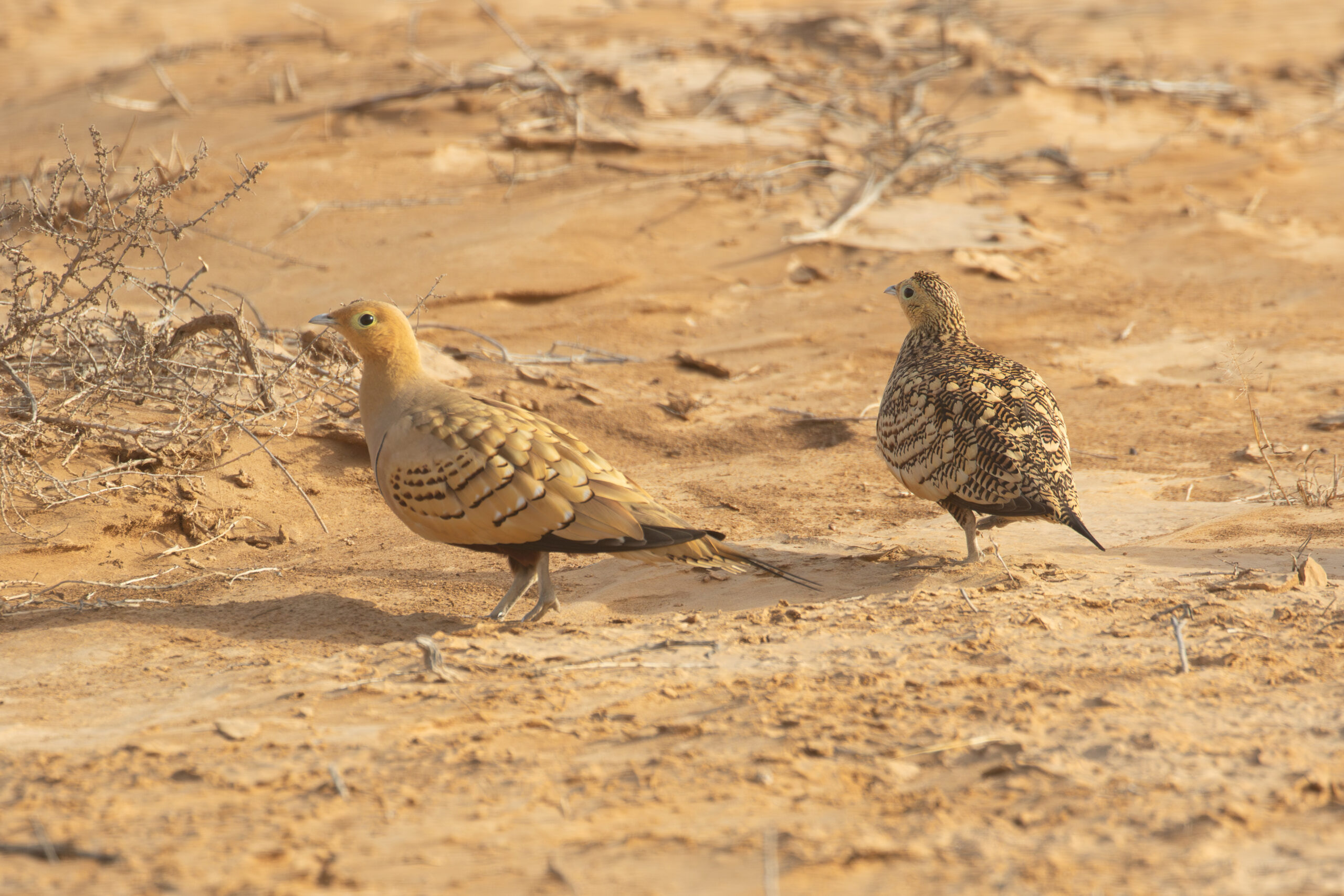 Chestnut-bellied Sandgrouse (image by Diedert Koppenol)