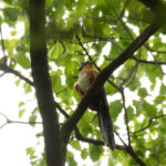 Chestnut-winged Cuckoo (image by Diedert Koppenol)