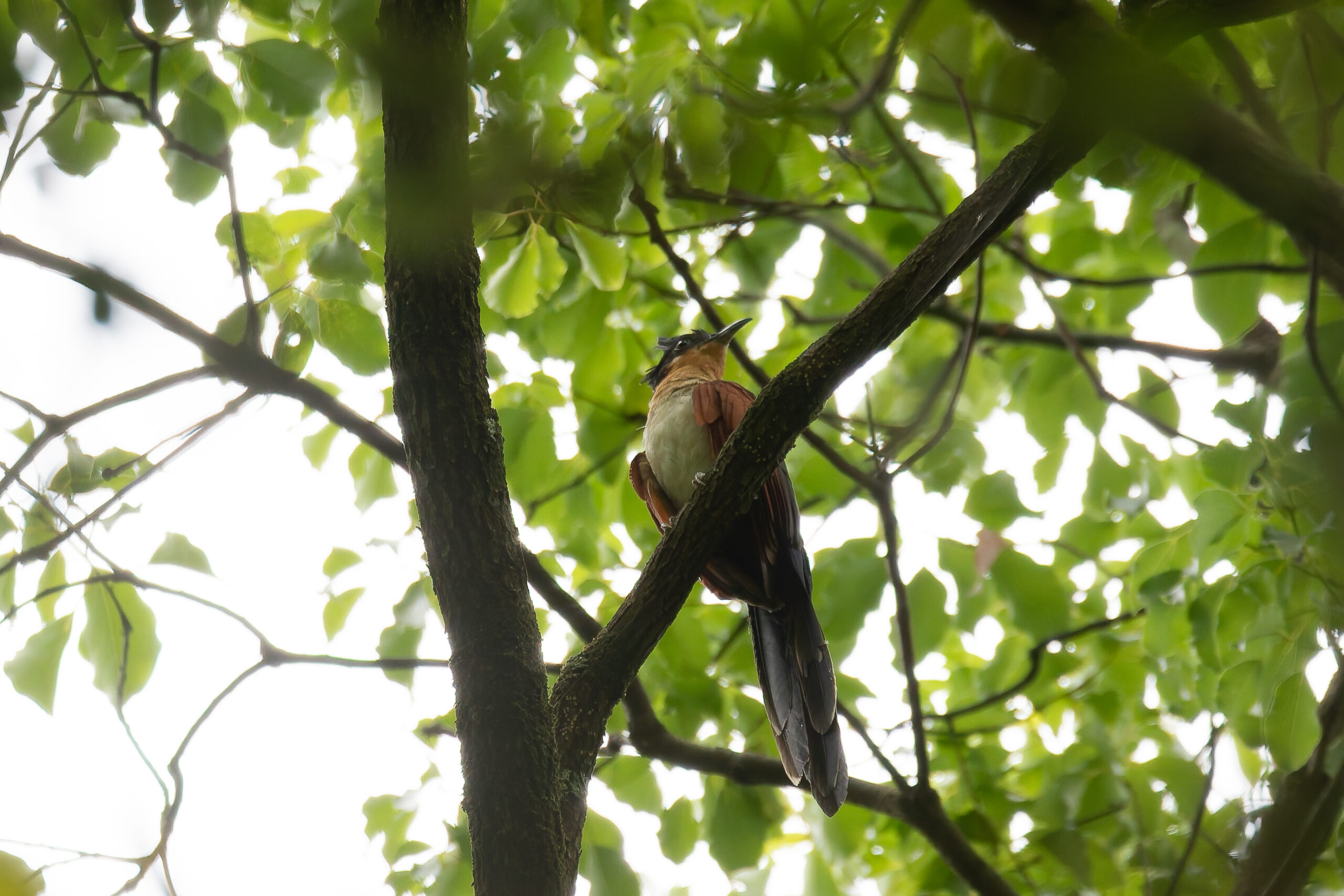Chestnut-winged Cuckoo (image by Diedert Koppenol)
