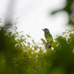 Chinese Barbet (image by Diedert Koppenol)
