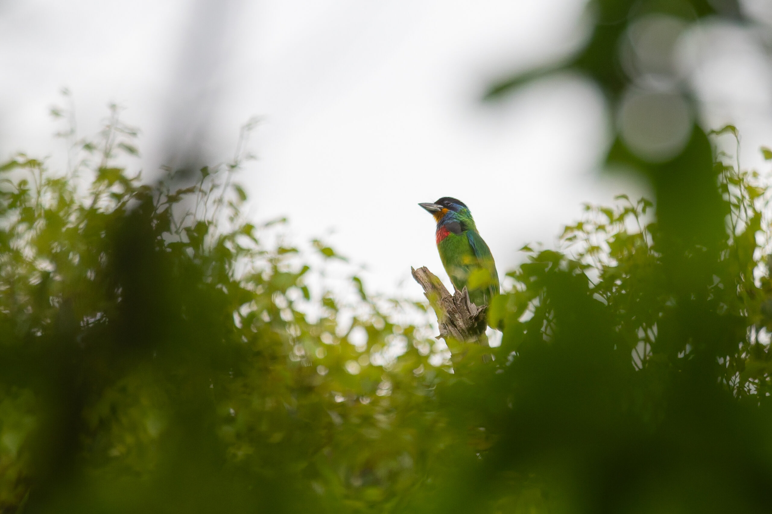 Chinese Barbet (image by Diedert Koppenol)