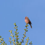 Chinese Beautiful Rosefinch (image by Diedert Koppenol)
