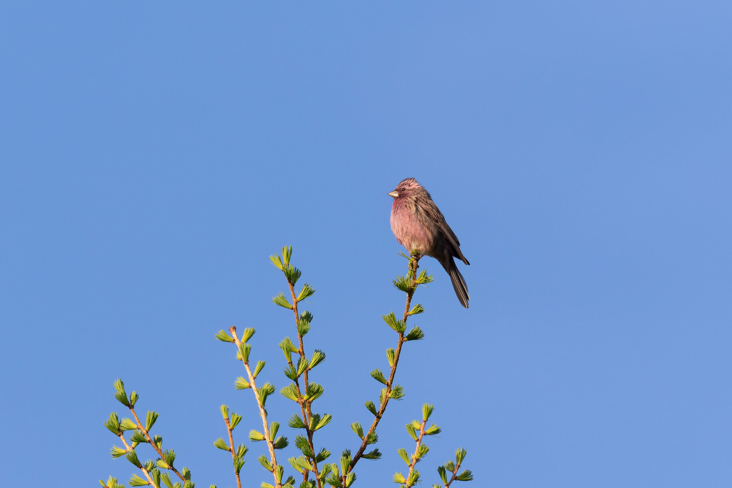Chinese Beautiful Rosefinch (image by Diedert Koppenol)