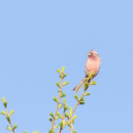 Chinese Beautiful Rosefinch (image by Diedert Koppenol)