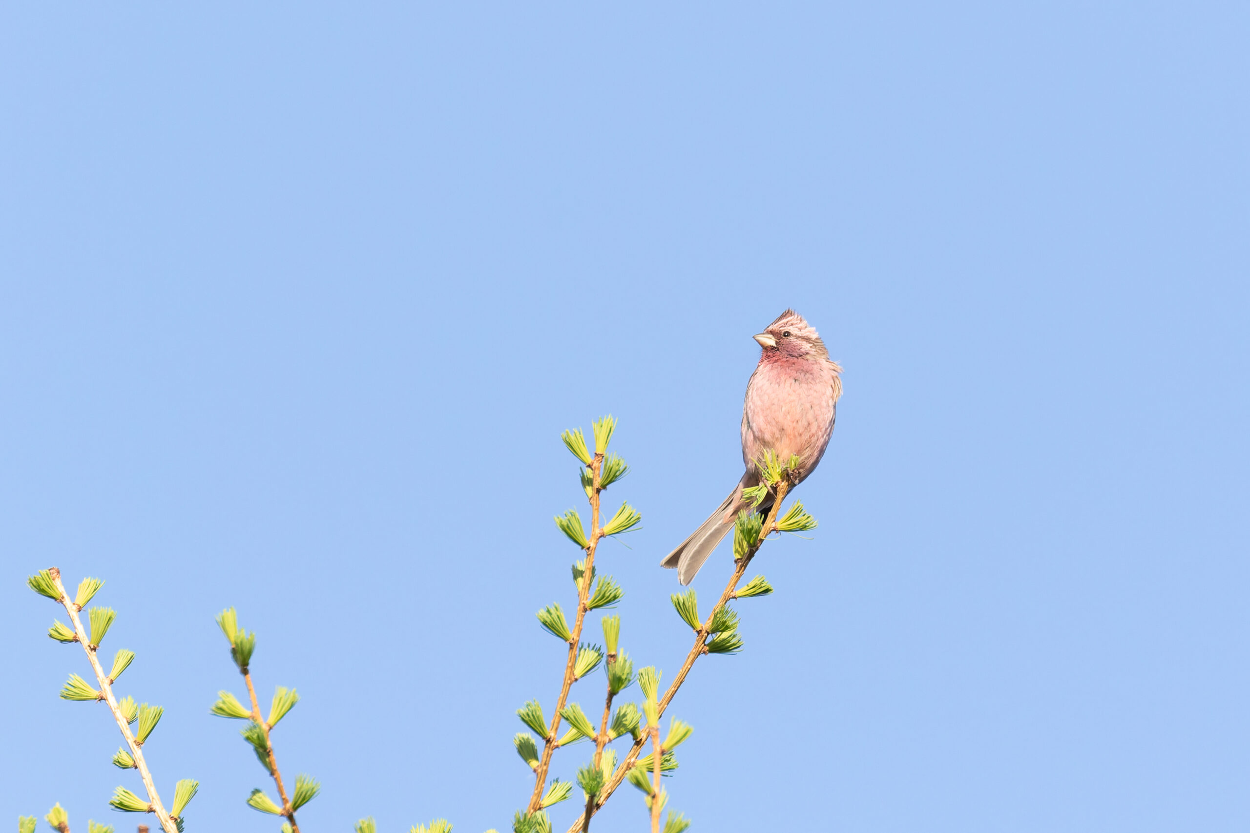 Chinese Beautiful Rosefinch (image by Diedert Koppenol)