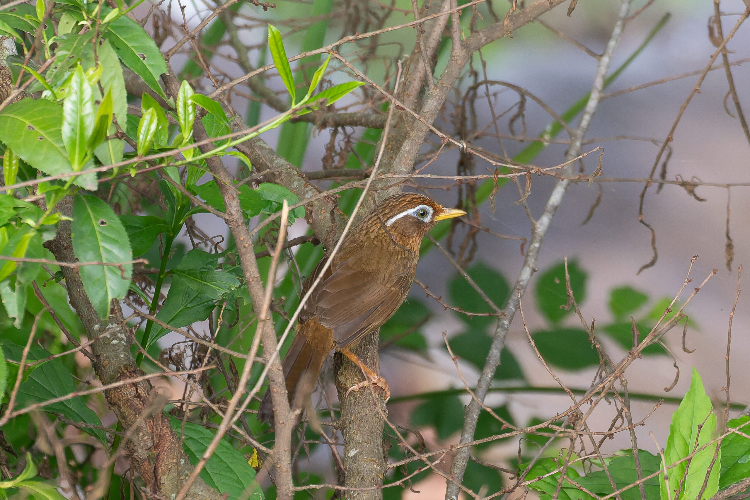 Chinese Hwamei (image by Diedert Koppenol)