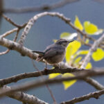 Chinese Nuthatch (image by Diedert Koppenol)