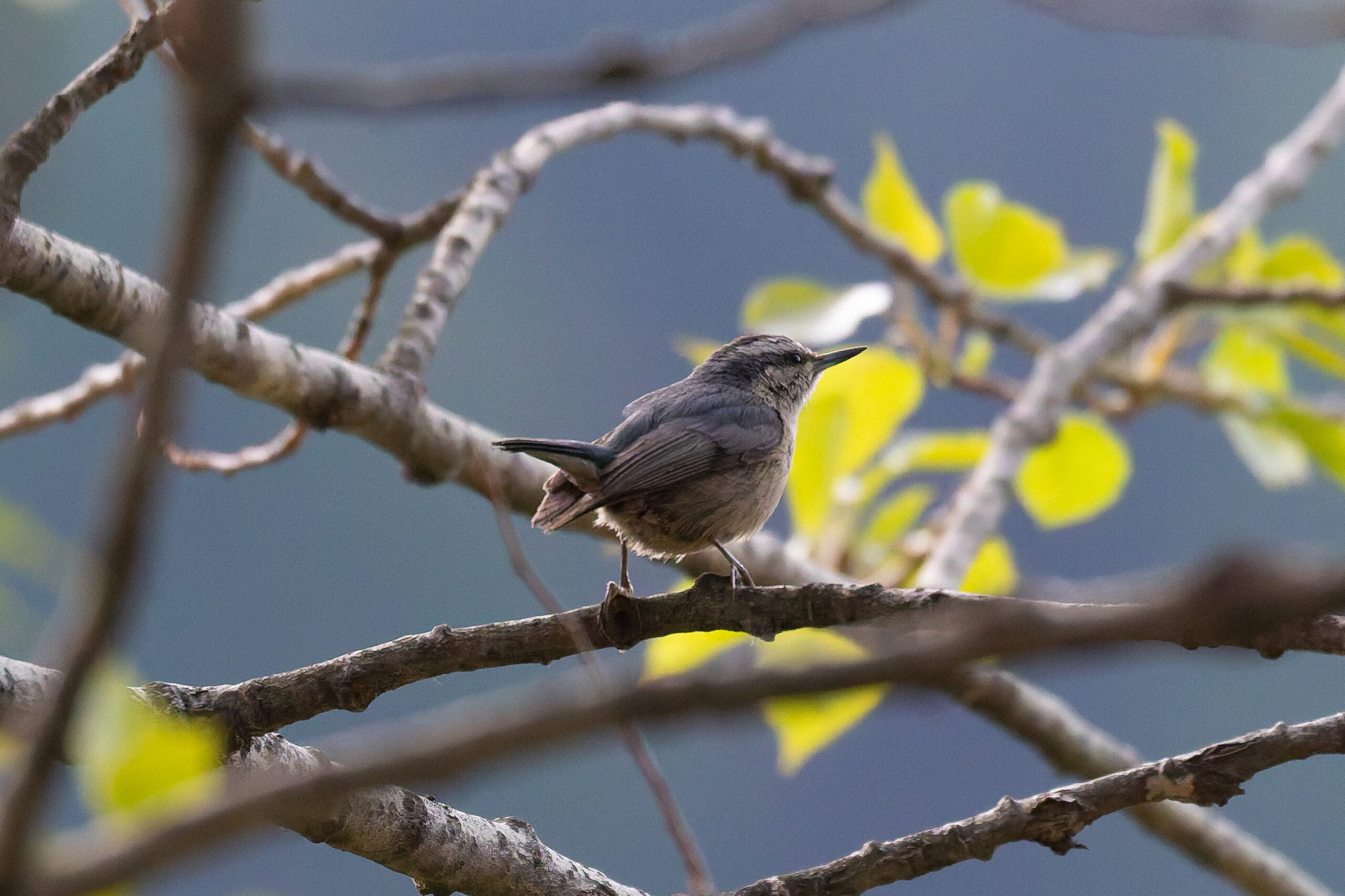 Chinese Nuthatch (image by Diedert Koppenol)