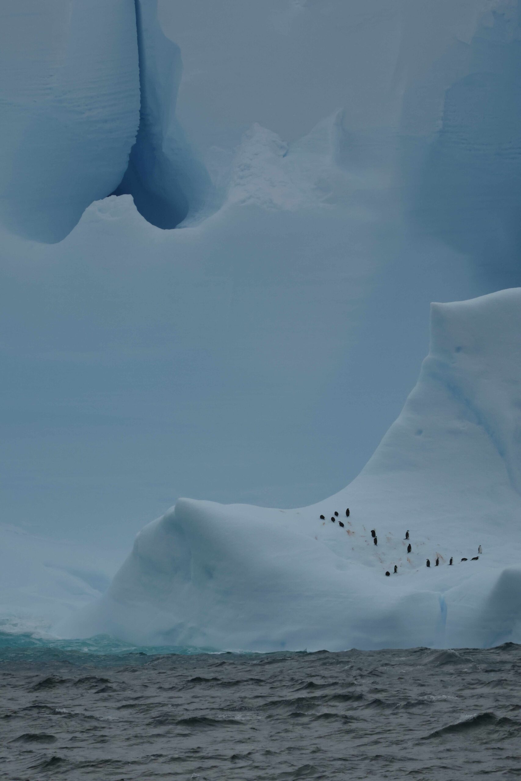 Chinstrap Penguins (image by Michael O'Clery)