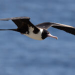 Christmas Frigatebird (image by Frederic Pelsy)