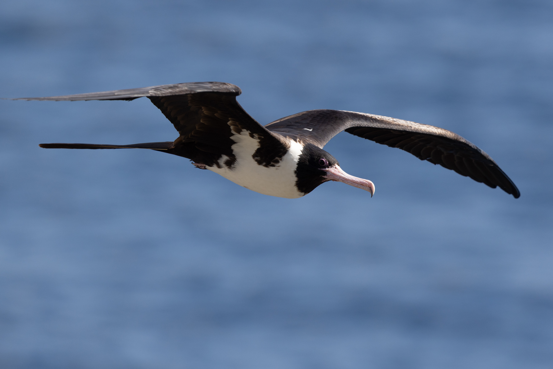 Christmas Frigatebird (image by Frederic Pelsy)