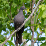 Christmas Imperial Pigeon (image by Hannu Jännes)
