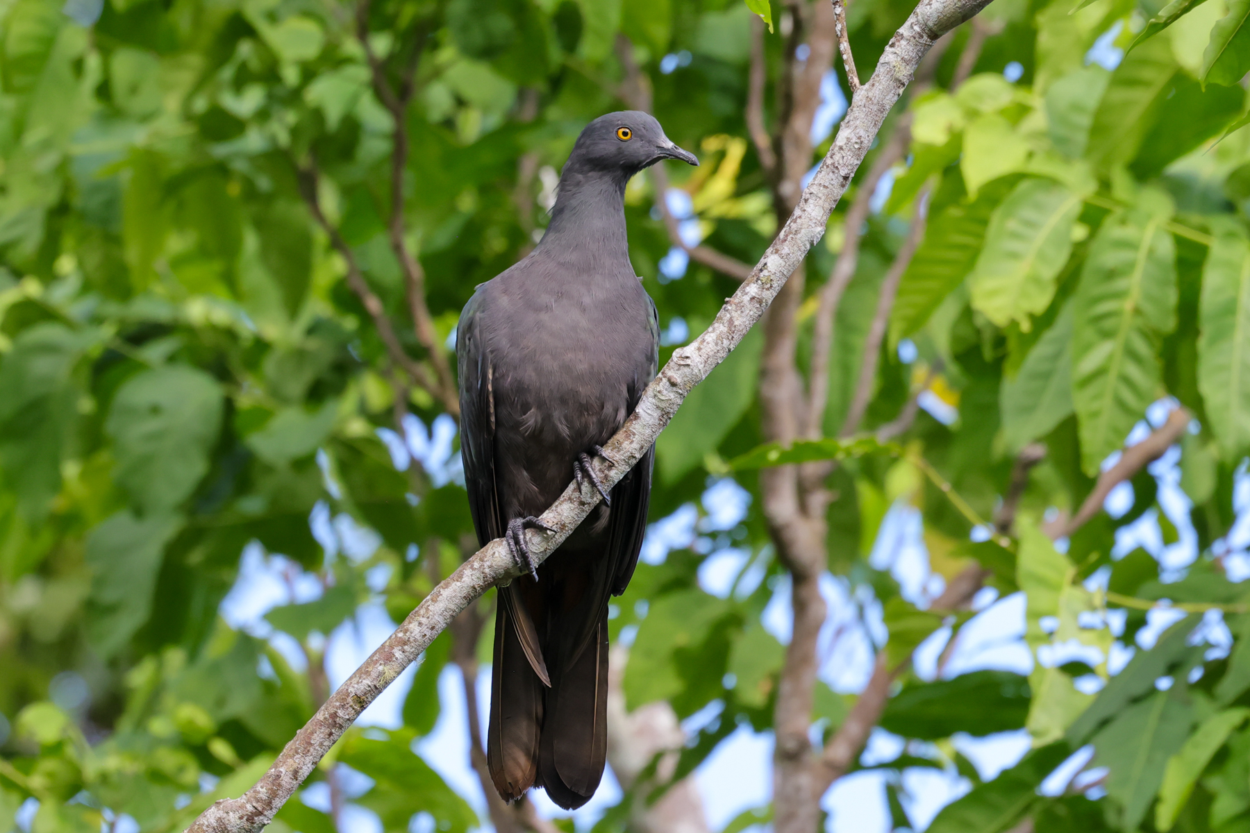 Christmas Imperial Pigeon (image by Hannu Jännes)