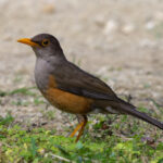 Christmas Island Thrush (image by Hannu Jännes)