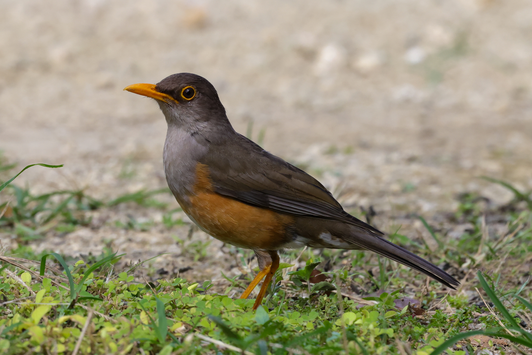 Christmas Island Thrush (image by Hannu Jännes)