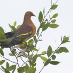 Cinnamon-headed Green Pigeon (image by Sjoerd Radstaak)