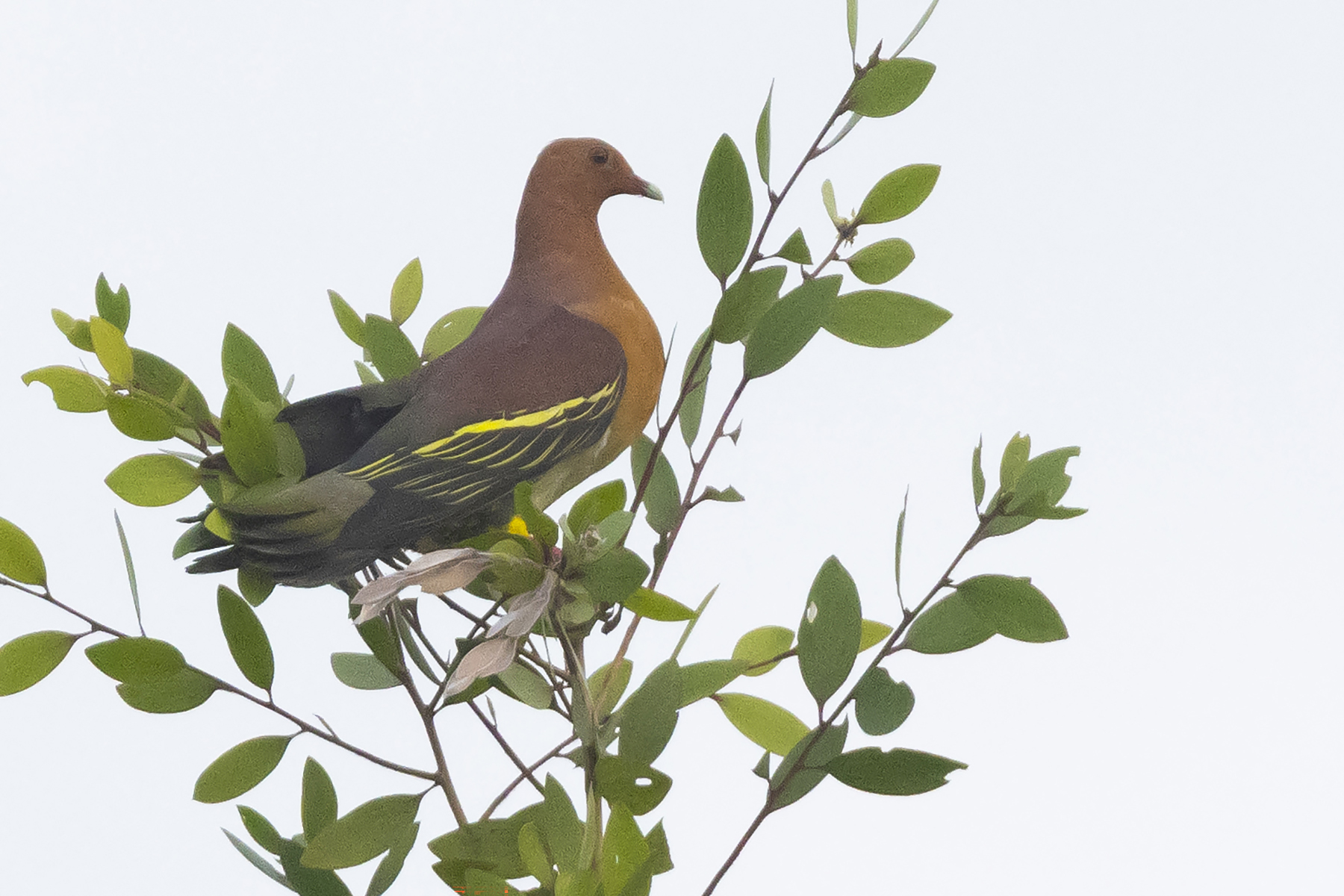 Cinnamon-headed Green Pigeon (image by Sjoerd Radstaak)