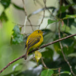 Citrine Canary Flycatcher (image by Dave Farrow)