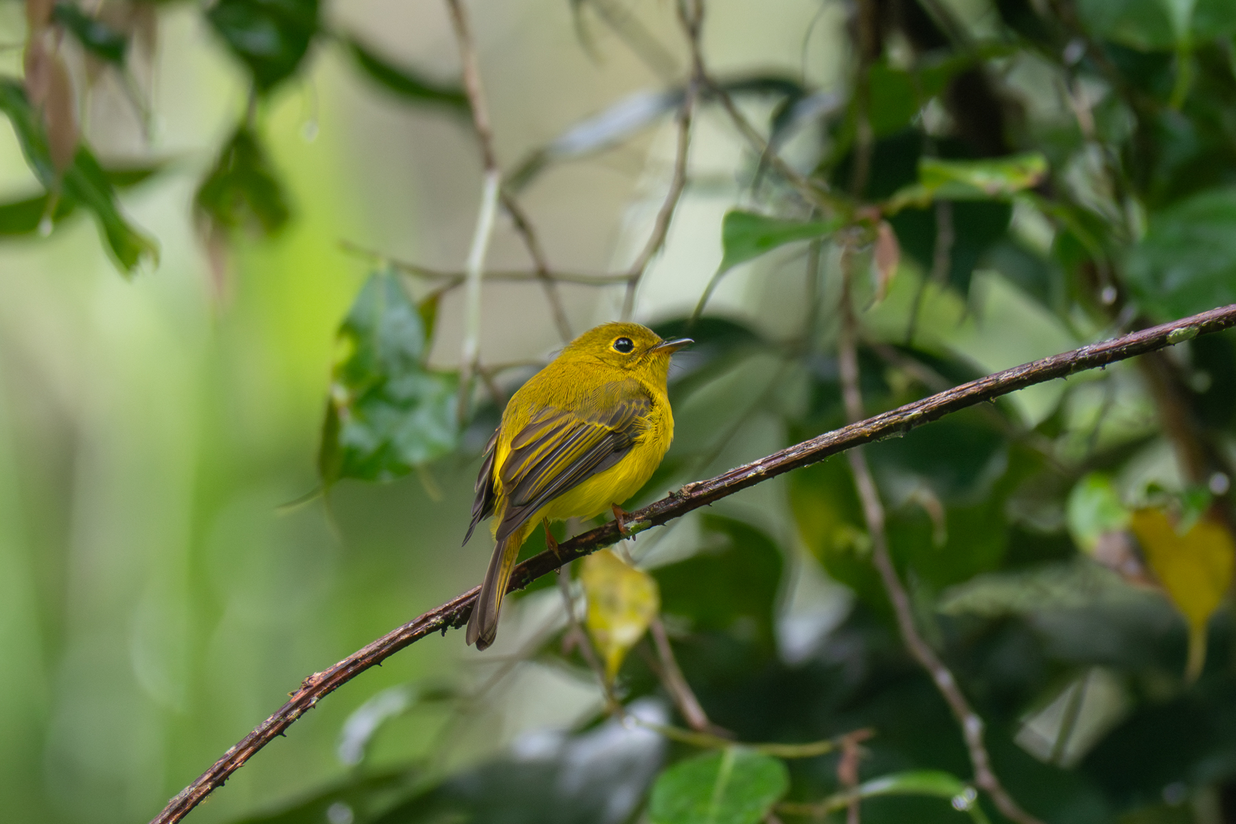 Citrine Canary Flycatcher (image by Dave Farrow)