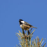 Coal Tit (image by Diedert Koppenol)