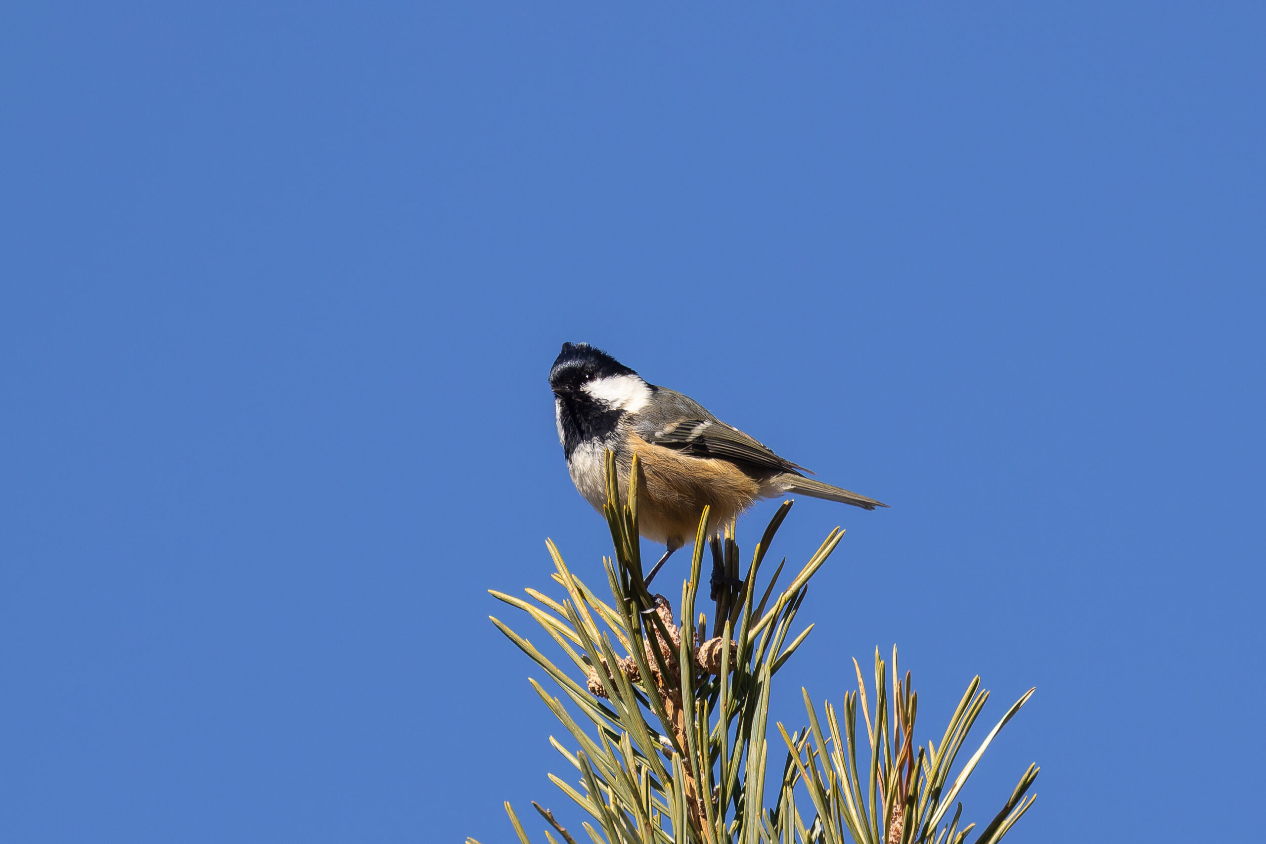 Coal Tit (image by Diedert Koppenol)