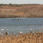 Common Cranes, with Greater Flamingoes, Common Pochards and White-headed Ducks (image by Diedert Koppenol)