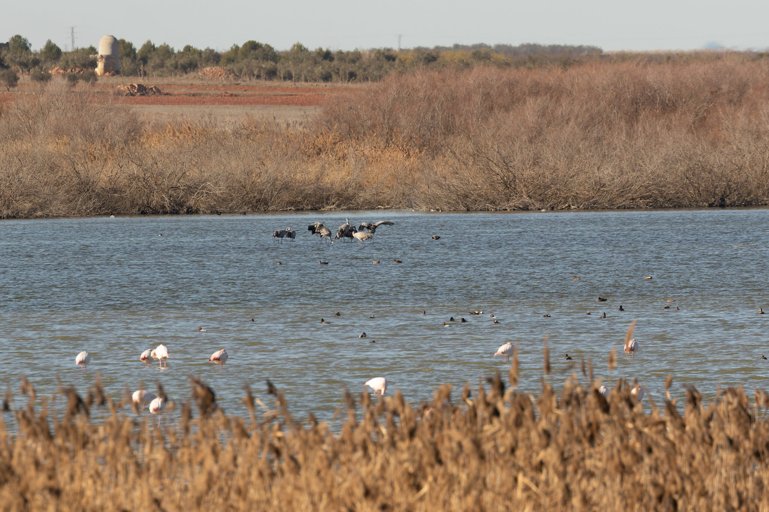 Common Cranes, with Greater Flamingoes, Common Pochards and White-headed Ducks (image by Diedert Koppenol)