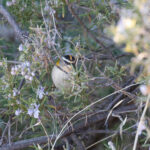 Common Firecrest (image by Diedert Koppenol)