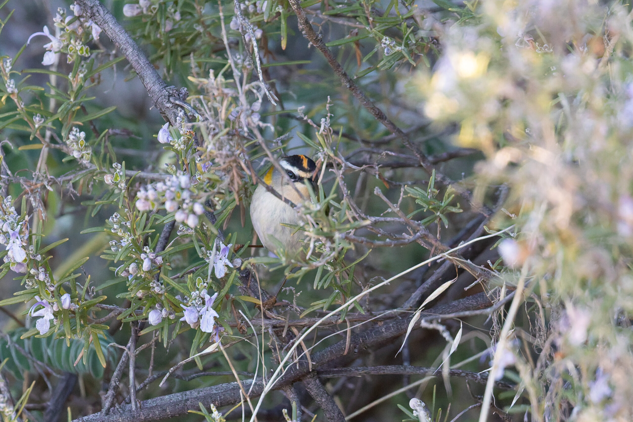 Common Firecrest (image by Diedert Koppenol)