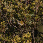 Common Firecrest (image by Diedert Koppenol)