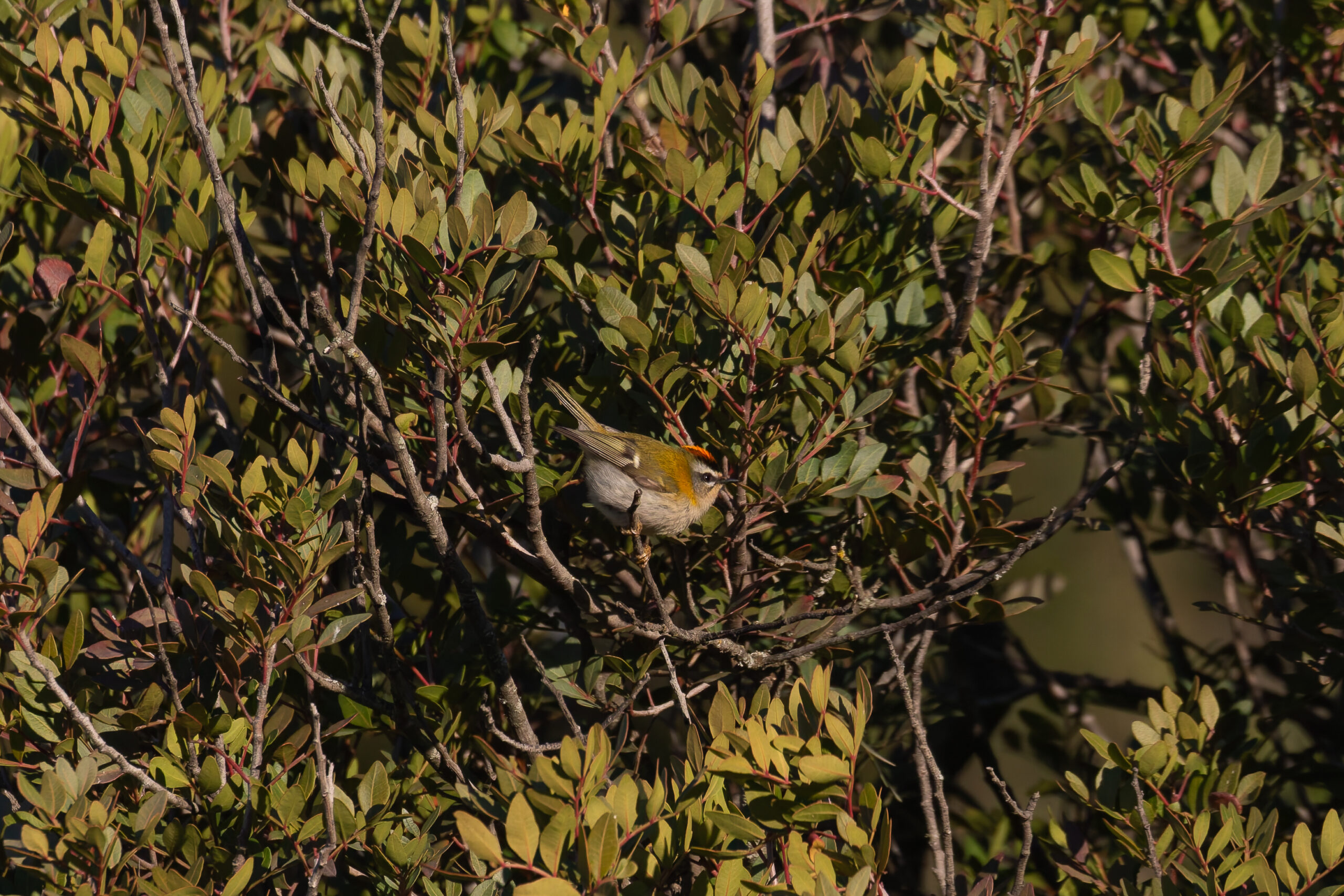 Common Firecrest (image by Diedert Koppenol)