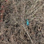 Common Kingfisher (image by Diedert Koppenol)
