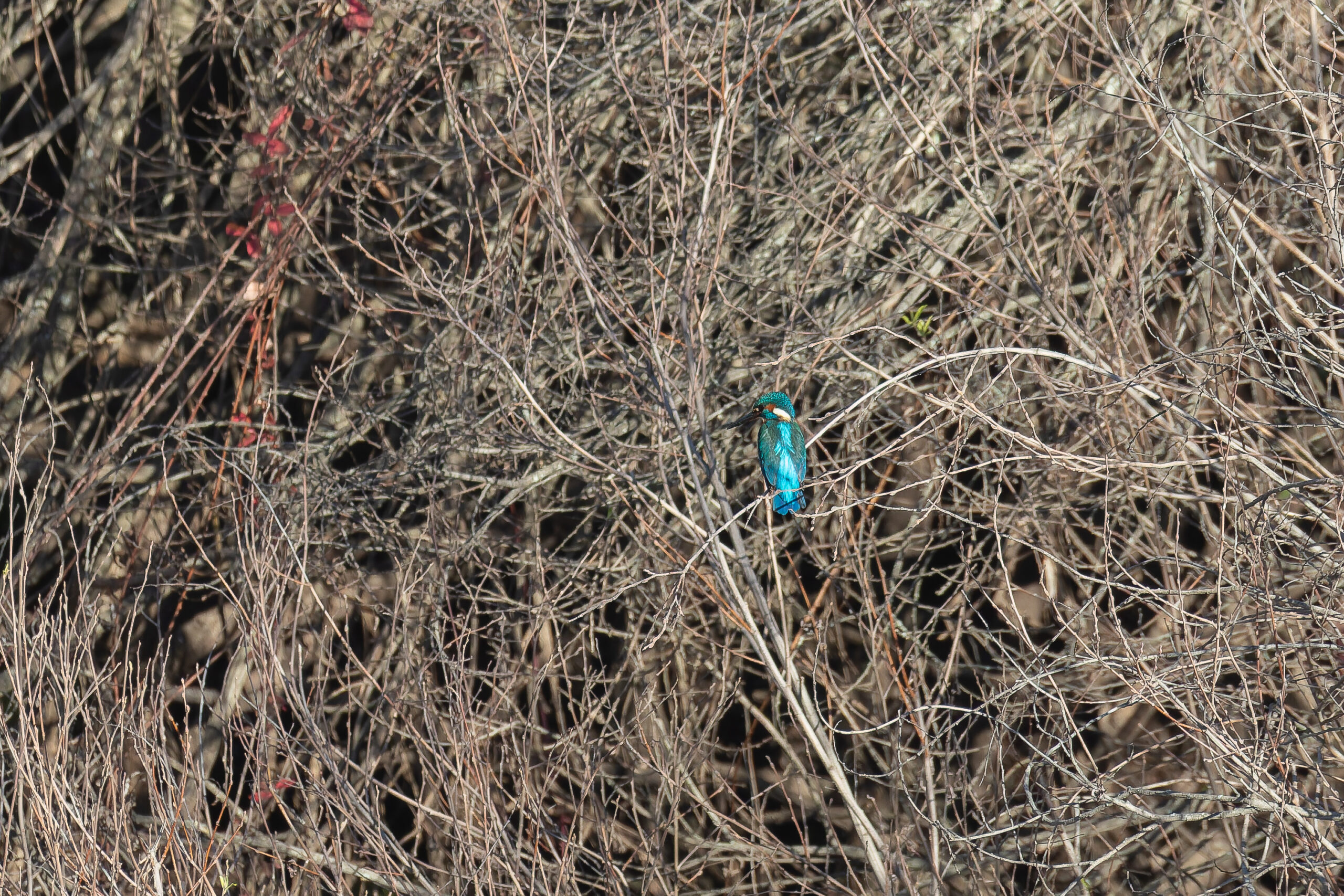 Common Kingfisher (image by Diedert Koppenol)