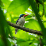 Common Paradise Kingfisher (image by Dave Farrow)