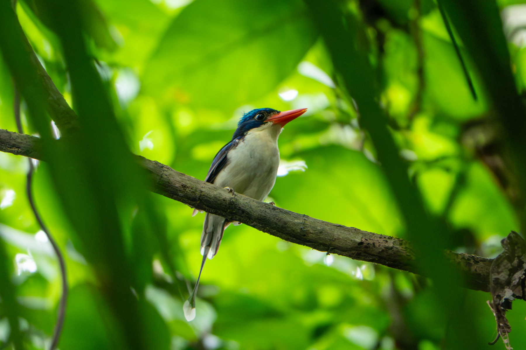 Common Paradise Kingfisher (image by Dave Farrow)