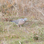 Common Wood Pigeon (image by Diedert Koppenol)