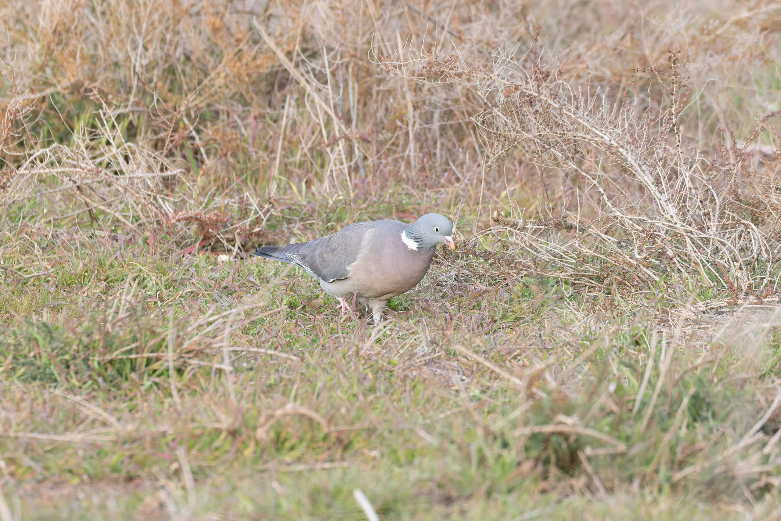 Common Wood Pigeon (image by Diedert Koppenol)