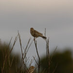 Corn Bunting (image by Diedert Koppenol)
