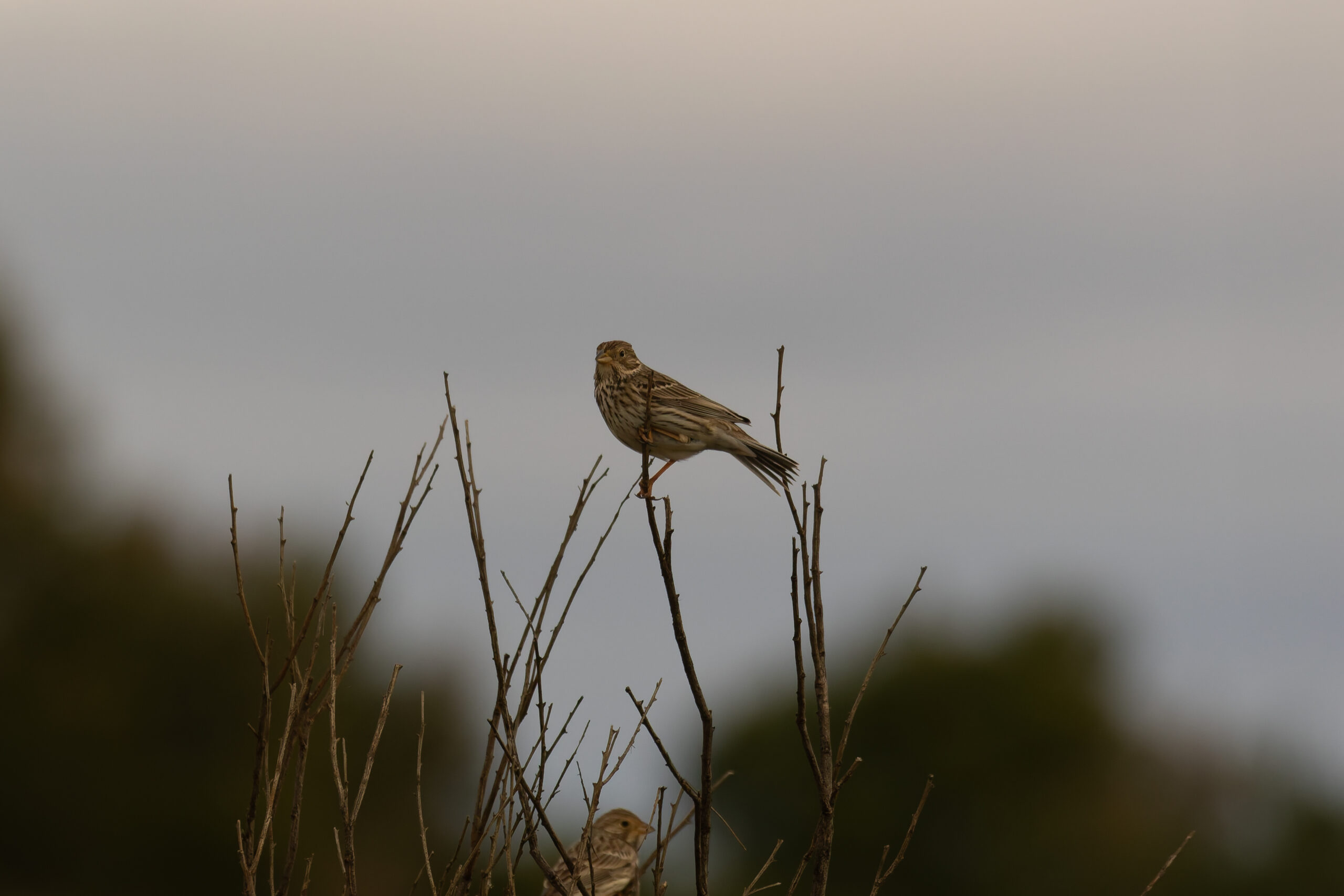 Corn Bunting (image by Diedert Koppenol)