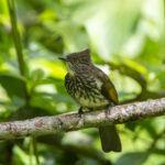 Cream-striped Bulbul (image by Sjoerd Radstaak)