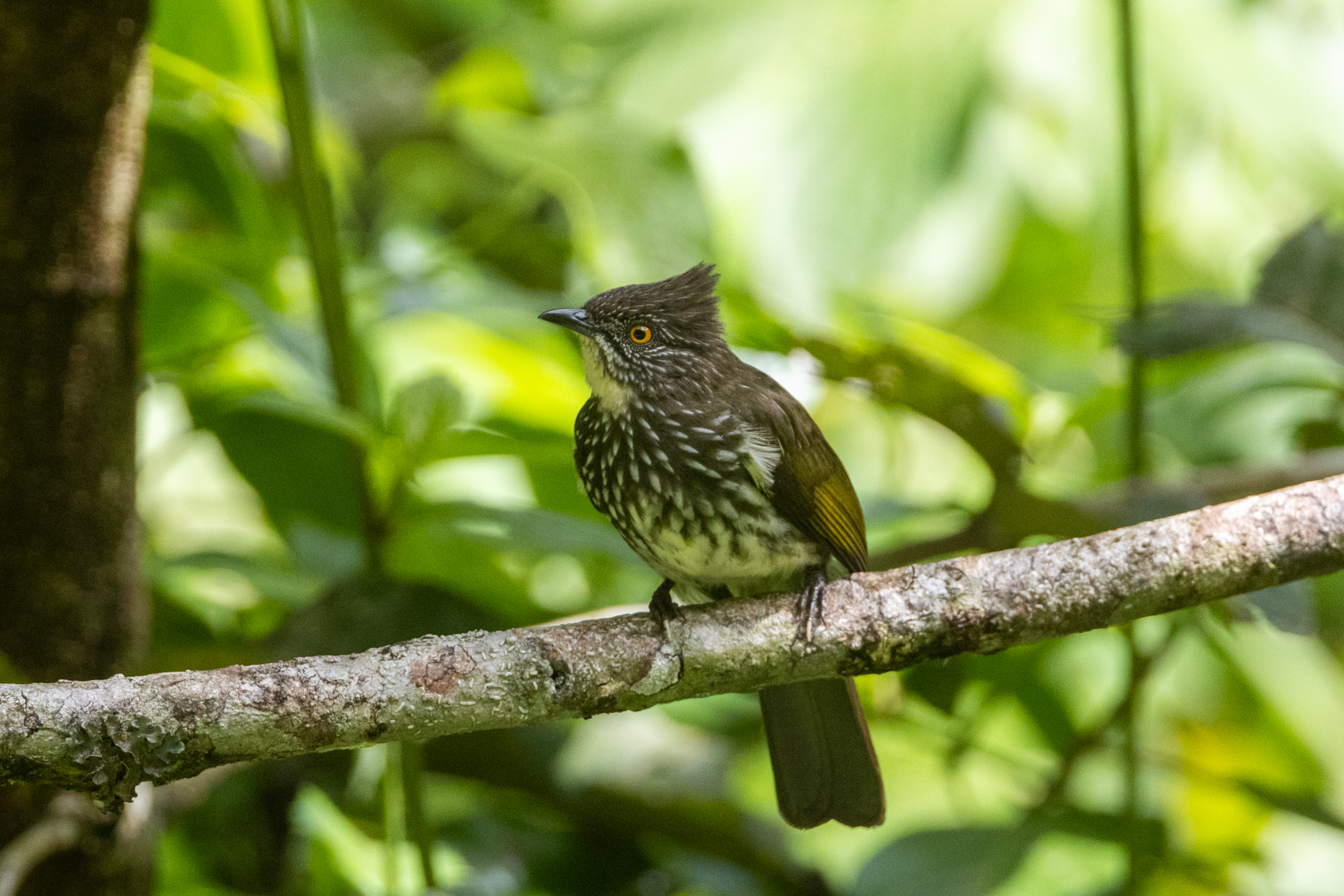 Cream-striped Bulbul (image by Sjoerd Radstaak)