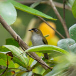 Cream-throated White-eye (image by Dave Farrow)