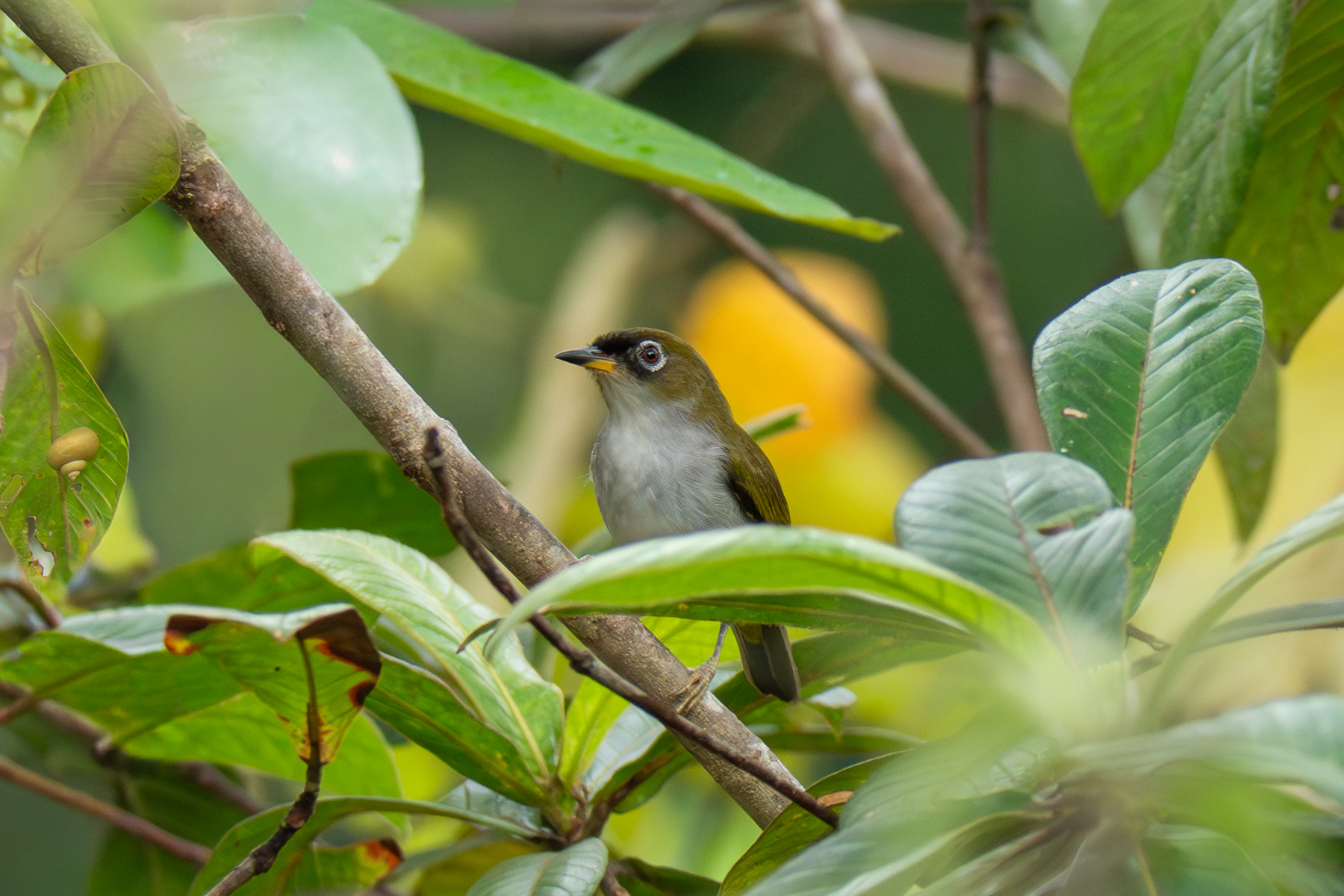 Cream-throated White-eye (image by Dave Farrow)