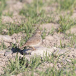 Crested Lark (image by Diedert Koppenol)