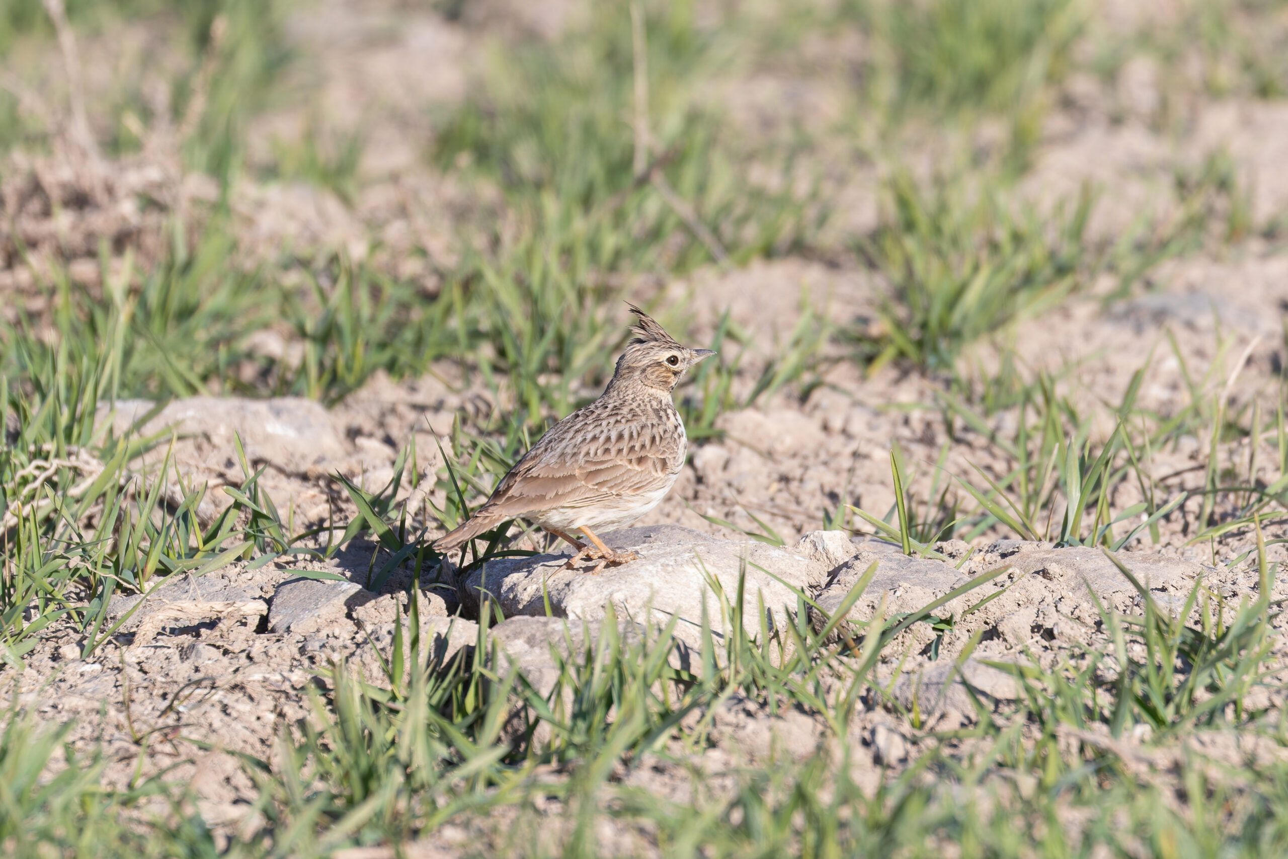 Crested Lark (image by Diedert Koppenol)