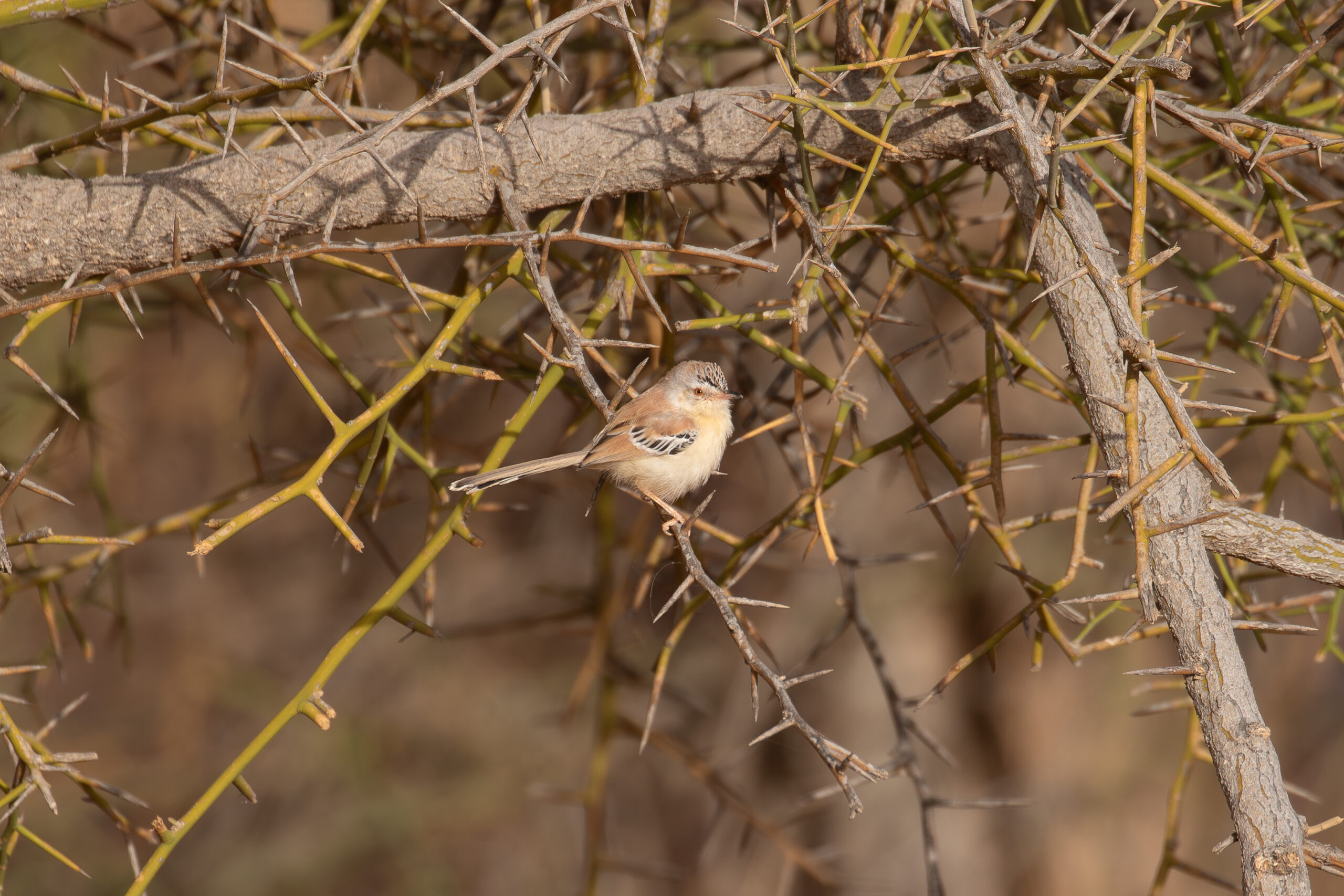 Cricket Warbler (image by Diedert Koppenol)